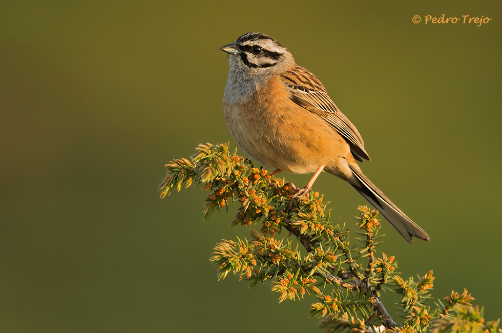 Escribano montesino (Emberiza cia)